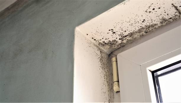 Best Mold-Related Health Consultation  in Risg Sun, IN