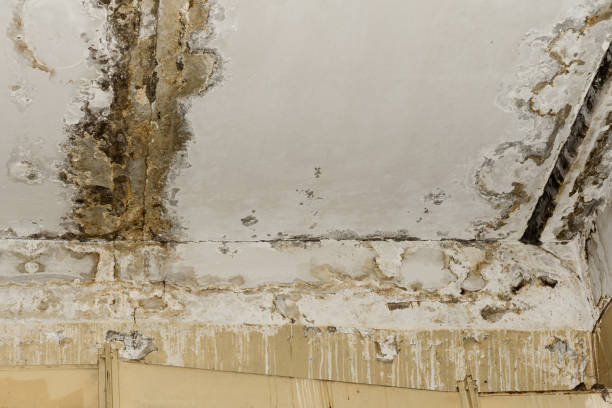 Asbestos and Lead Testing During Mold Inspection in Rising Sun, IN