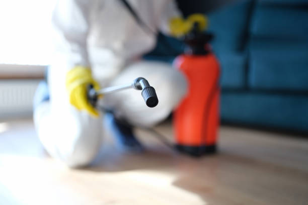 Best Black Mold Removal  in Risg Sun, IN