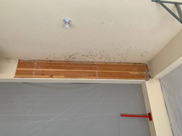 Mold Removal for HVAC Installations in Rising Sun, IN