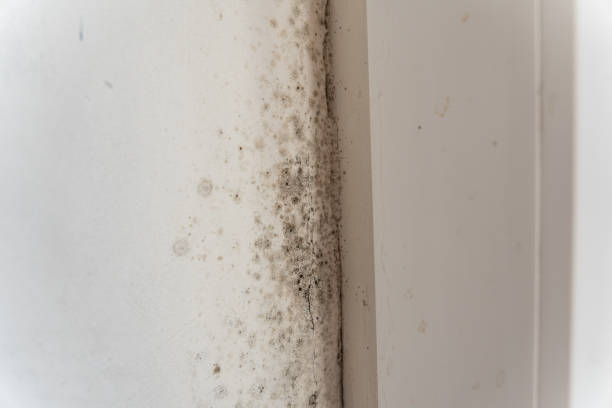 Best Asbestos and Lead Testing During Mold Inspection  in Risg Sun, IN