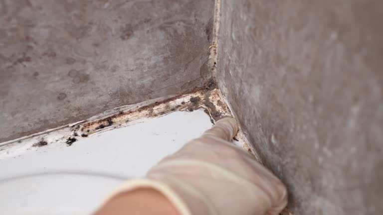 Asbestos and Lead Testing During Mold Inspection in Rising Sun, IN